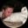 Evan